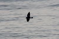 Band-rumped Storm-Petrel