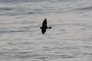 Band-rumped Storm-Petrel
