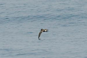 Band-rumped Storm-Petrel