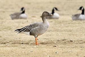 Tundra Bean-Goose