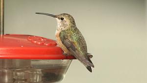 Rufous/Allen's Hummingbird
