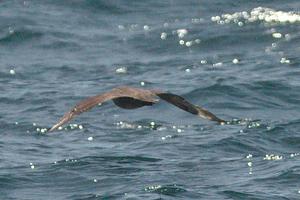 South Polar Skua