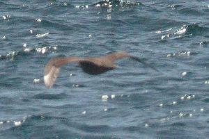 South Polar Skua