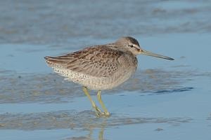 Long-billed Dowitcher