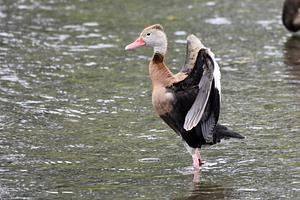 Black-bellied Whistling-Duck