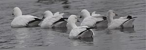 Ross's Goose