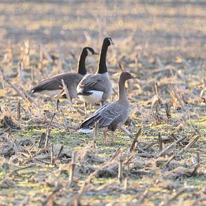 Pink-footed Goose