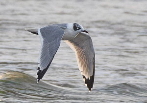 Franklin's Gull