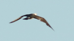 Heermann's Gull