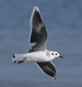 Little Gull
