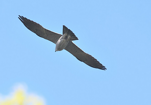 Mississippi Kite