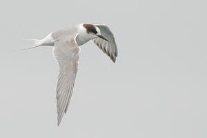 Arctic Tern