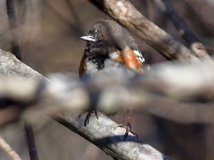 Spotted Towhee