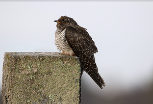 Common Cuckoo