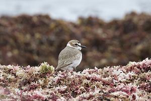 Wilson's Plover