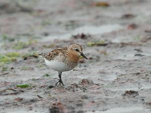 Red-necked Stint