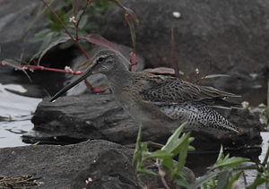 Long-billed Dowitcher