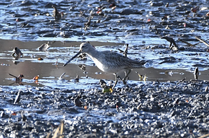 Long-billed Dowitcher