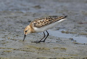 Little Stint