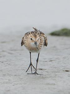 Little Stint