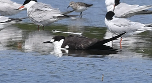 Sooty Tern