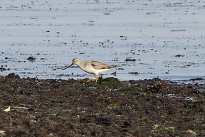Terek Sandpiper