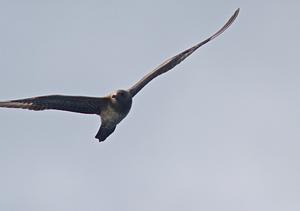 Long-tailed Jaeger