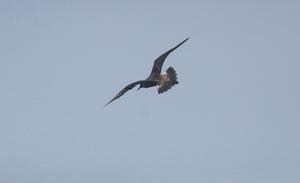 Long-tailed Jaeger