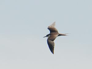 Sooty Tern