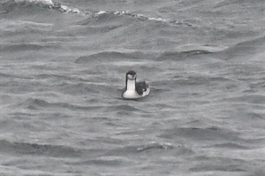 Pacific Loon