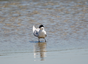 Gull-billed Tern
