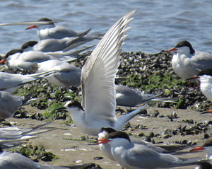 Arctic Tern