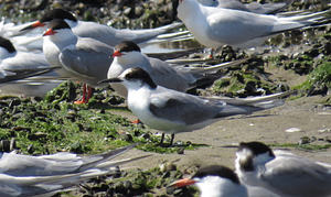 Arctic Tern