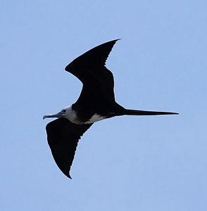 Magnificent Frigatebird