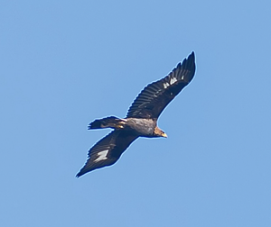 Golden Eagle