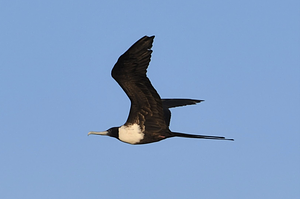 Magnificent Frigatebird