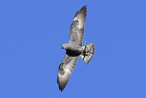 Mississippi Kite