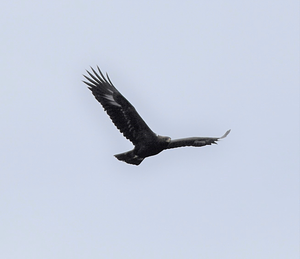 Golden Eagle