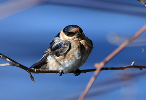 Cave Swallow
