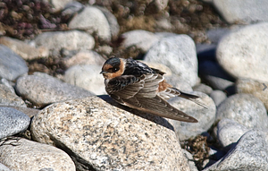 Cave Swallow