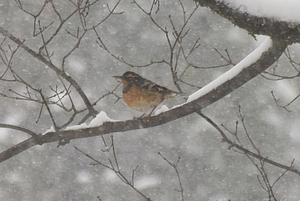 Varied Thrush