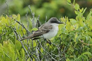 Gray Kingbird
