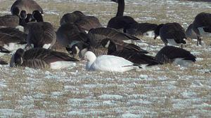 Ross's Goose