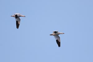 Ross's Goose