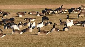 Ross's Goose