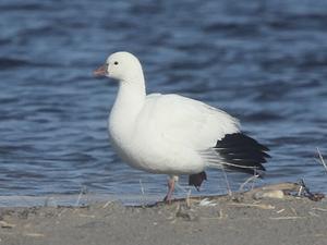Ross's Goose