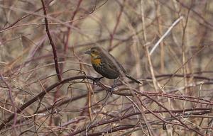 Yellow-headed Blackbird
