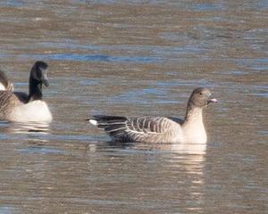 Pink-footed Goose