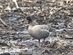 Pink-footed Goose