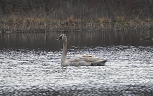 Trumpeter Swan